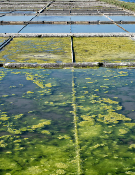 istock Aveiro Saline-Portugal 1178617104