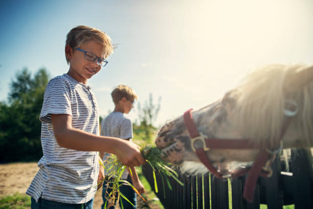 niños pequeños alimentando ponis con hierba - horse child animal feeding fotografías e imágenes de stock