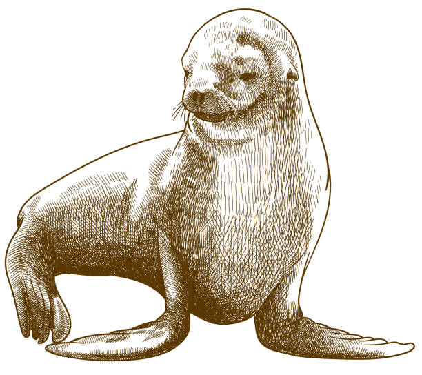 illustrazioni stock, clip art, cartoni animati e icone di tendenza di incisione illustrazione antica di foca orsina - sea lion