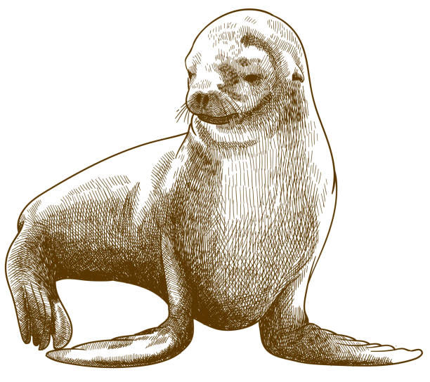 Vector antique engraving drawing illustration of fur seal or Arctocephalus pusillus isolated on white backgroun