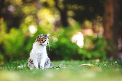 Cute cat under sunshine at park