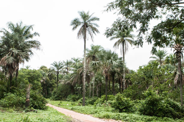 Landscapes and objects of Guine Bissau