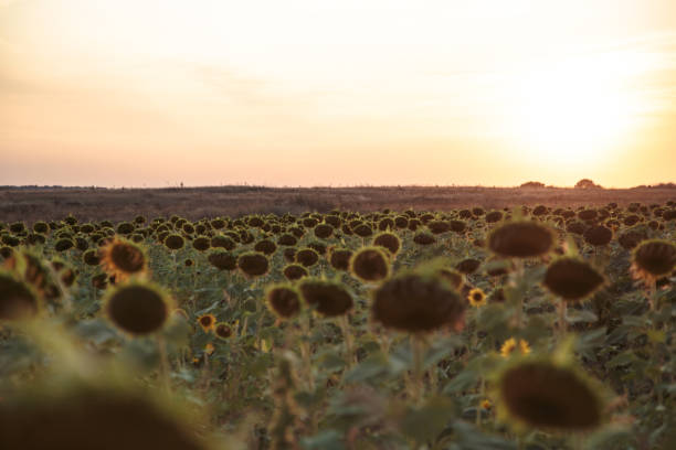 beau grand domaine avec des tournesols au coucher du soleil - washington state spokane farm crop photos et images de collection