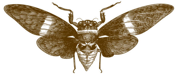 engraving antique illustration of cicada Vector antique engraving drawing illustration of cicada tosena albata isolated on white background cicada stock illustrations