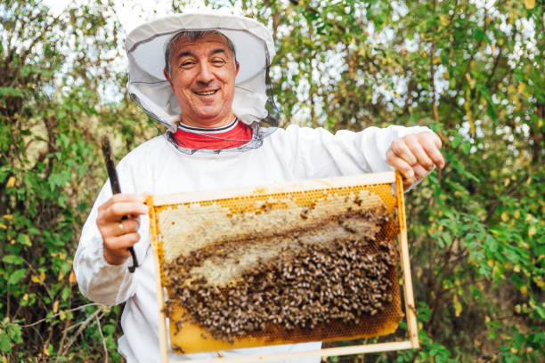 Beekeeper collecting honey Beekeeper collecting honey beekeeper photos stock pictures, royalty-free photos & images