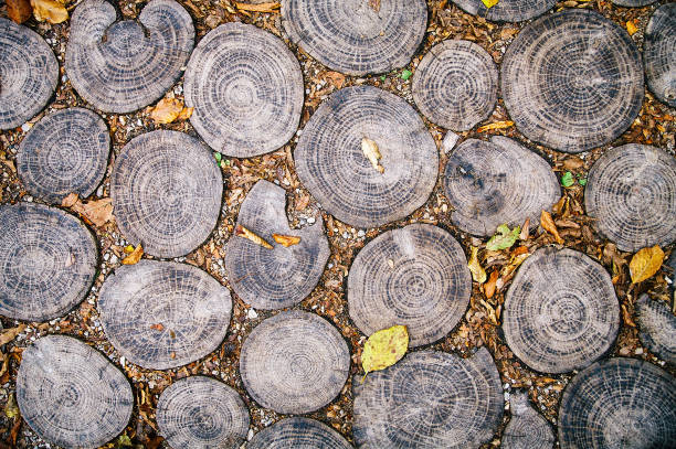 Park walkway made of natural round wooden logs stock photo