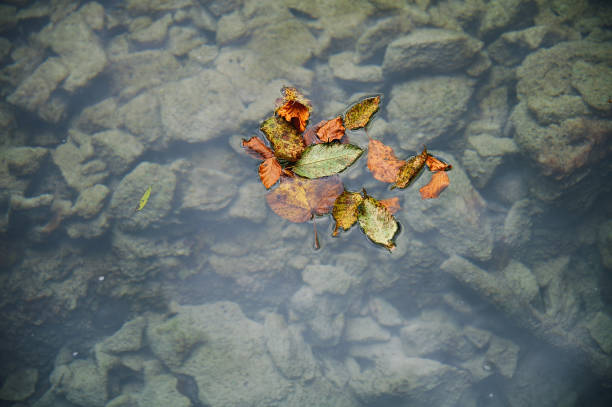 Colorful autumn leaves in a rain puddle stock photo