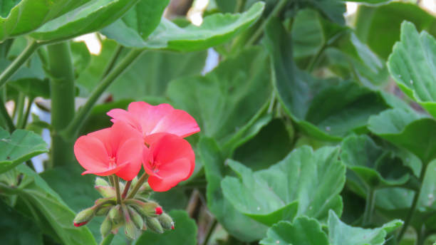 istock Special Peruvian flower on its nature 1178625490