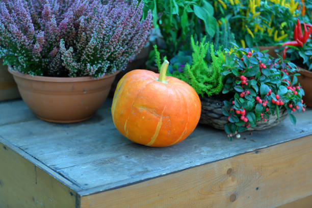 istock Natural unusual autumn pumpkin fruit 1178626459