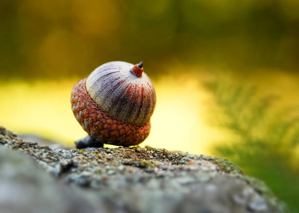 Fruit of an Oak tree ripe in autumn. acorn macro. background with acorn