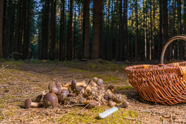 many chestnuts mushrooms are lying on the forest floor