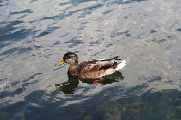 istock Wild gray ducks bathe on the lake 1178629855