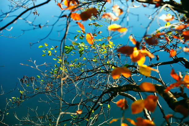 Autumn Season COLOR leaves at lake Plitvice. Croatia stock photo