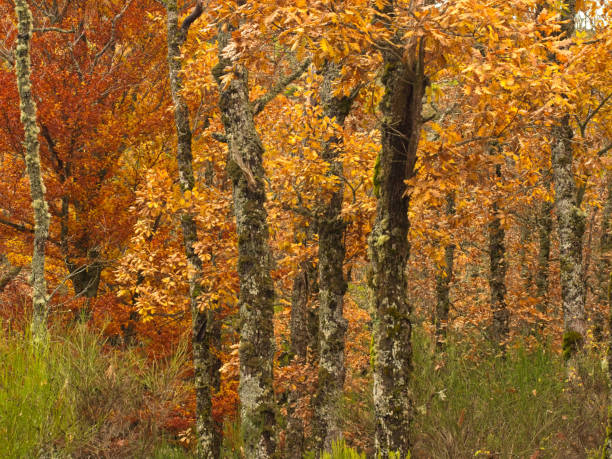 istock The colors with impressionist shapes in the forest 1178633724