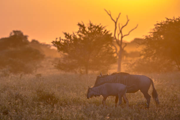 luce mattutina savanna orange con gnu su s100 kruger - kruger national park sunrise south africa africa foto e immagini stock