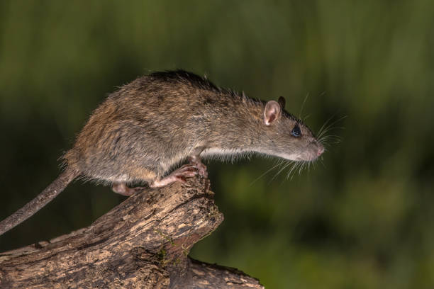 istock Wild brown rat about to jump 1178636077