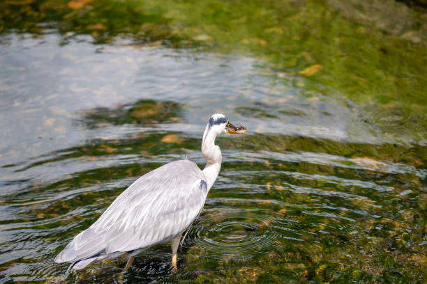 istock Egrets in the park 1178637847