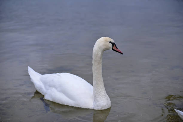 istock white swan on the lake 1178641555
