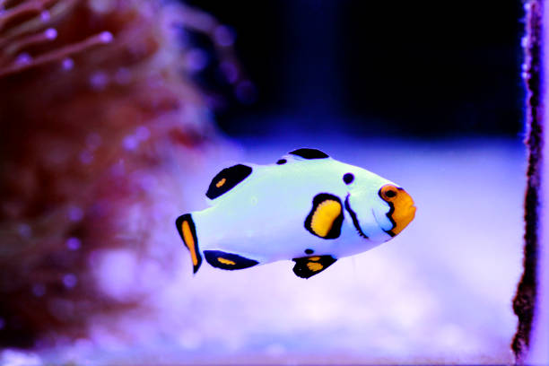 istock Captive-Bred ClownfishWyoming White Clownfish - (Amphiprion ocellaris) 1178641713