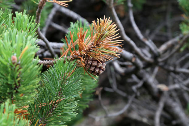 istock Pinus mugo creeping pine Conifer in the Alps 1178642836