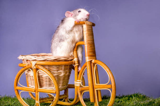 istock A cute rat dumbo on toy wooden bicycle. 1178642926