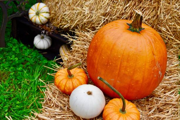 istock Beautiful fall decor outdoors bench blanket mums straw hay bale autumn acorn squash pumpkins iron heart celebrate welcome cozy 1178644276