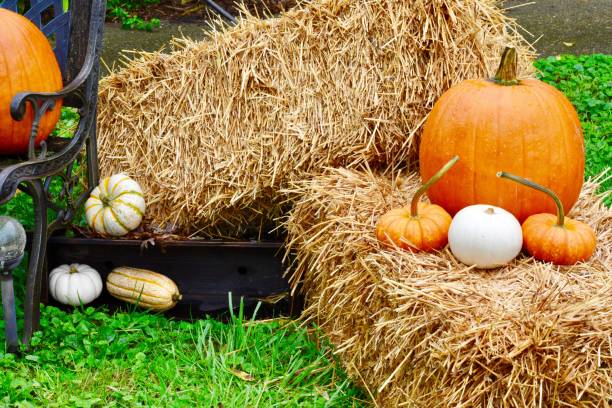 istock Beautiful fall decor outdoors bench blanket mums straw hay bale autumn acorn squash pumpkins iron heart celebrate welcome cozy 1178644440