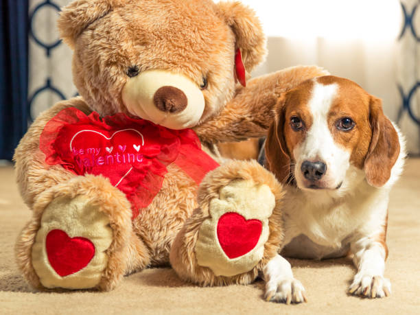 teddy bear beagle