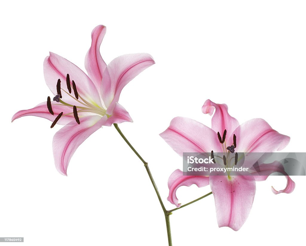 ピンクの lily 絶縁 - カットアウトのロイヤリティフリーストックフォト