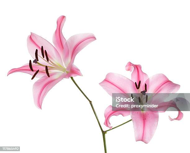 ピンクの Lily 絶縁 - カットアウトのストックフォトや画像を多数ご用意 - カットアウト, カラー画像, クリッピングパス