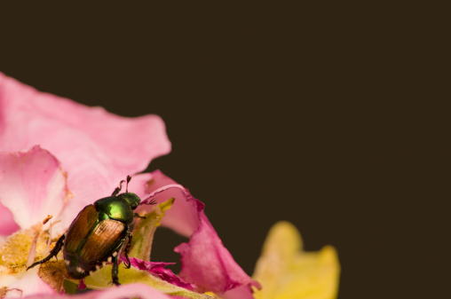 The Japanese beetle (Popillia japonica commonly referred to as the jitterbug) This is an invasive, non-native species in North America. They eat my rose bushes so exploit them by selling photos of them.