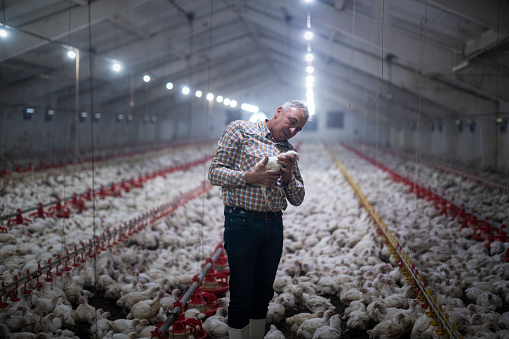 Trabajadores manuales en granja de pollos. photo