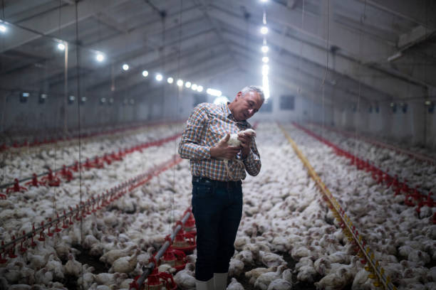 manual workers in chicken farm. - poultry imagens e fotografias de stock