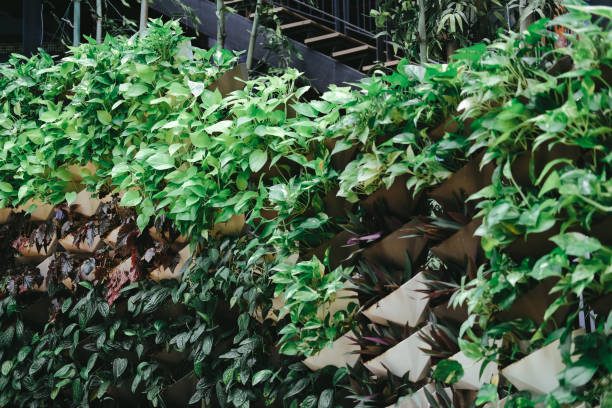 istock plant growing vertically in vertical garden. vegetable planted on wall 1178666203