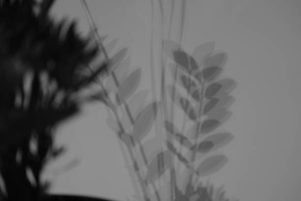 istock blurred defocused flower shadow on wall. nature background 1178666211