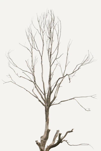 istock The tree is dry and without leaves in white background ,Clipping path,No life tree 1178668454