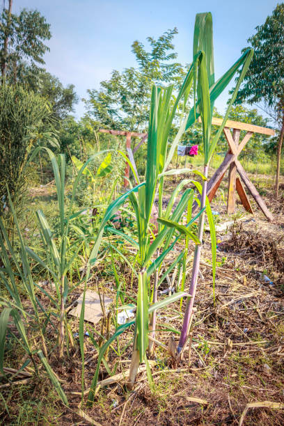 istock Sugarcane (Saccharum officinarum), plant growing, Uganda, Africa 1178669916