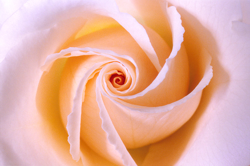 A white rose with a few other subtle colors with a nice spiral.
