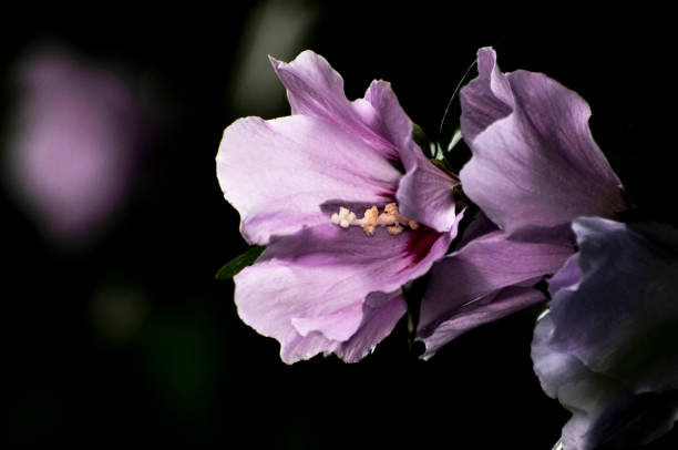 Orchid-pink Rose of sharon