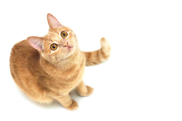 istock Red cat looking up isolated on white background 1178677582