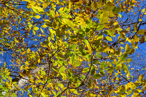 Autumn leaves of Acer carpinifolium in the forest of Mt.Myogi