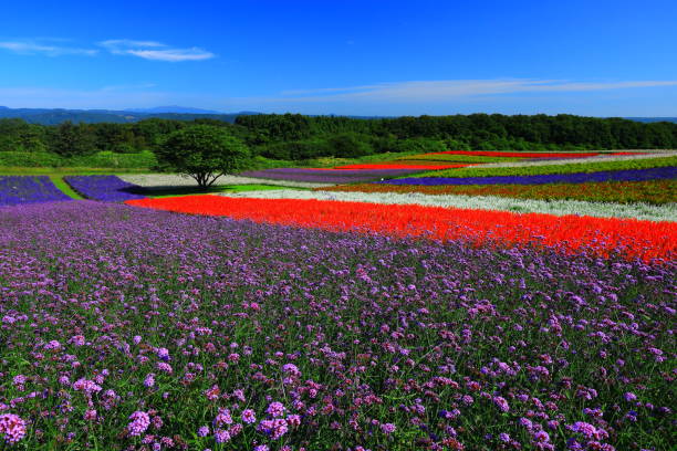 istock Blue sky and flower field 1178679176
