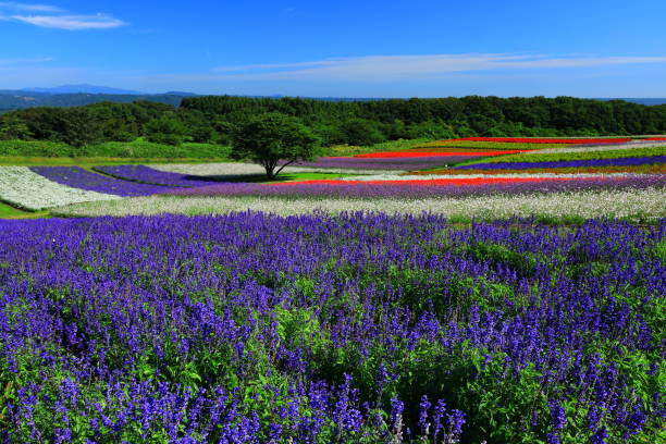 istock Blue sky and flower field 1178679180