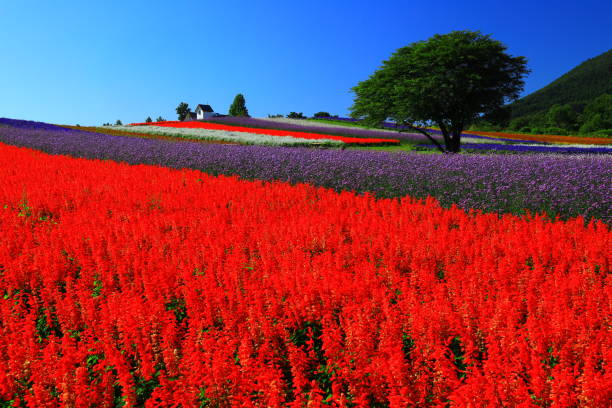 istock Blue sky and flower field 1178679230