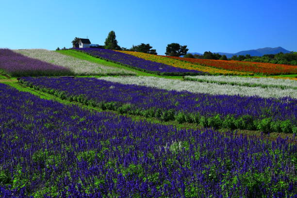 istock Blue sky and flower field 1178679262