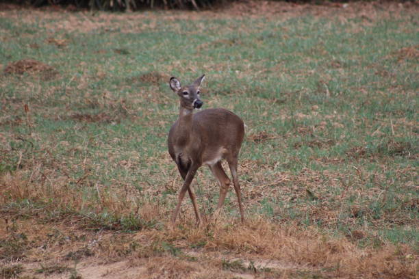istock Deer in field hunting 1178679887