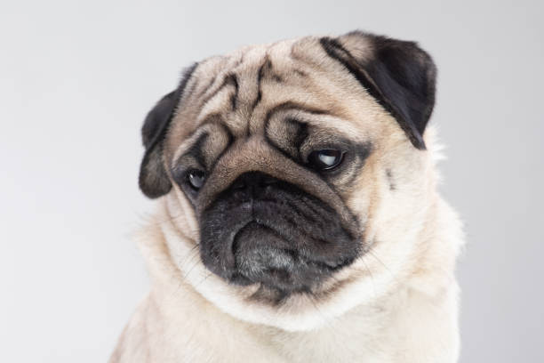 istock Boring dog pug breed making serious face tried and bored on grey background 1178680077