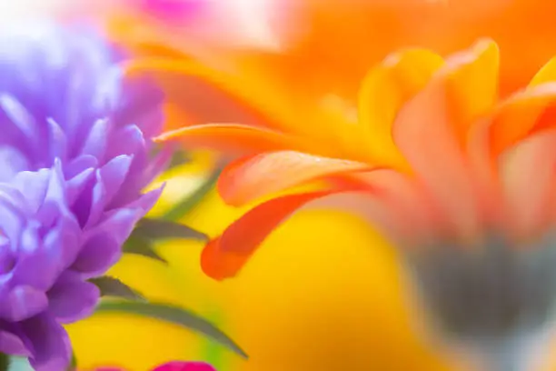 Extreme close up, macro flower, purple orange and yellow macrophotography abstract floral