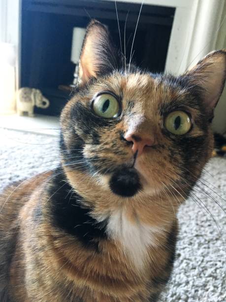 istock Beautiful tabby cat relaxing closeup huge green eyes 1178680907