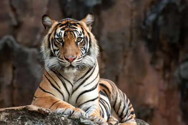 Photo of Sumatrean tiger